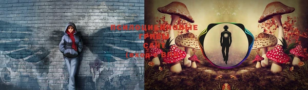 прущие грибы Балахна